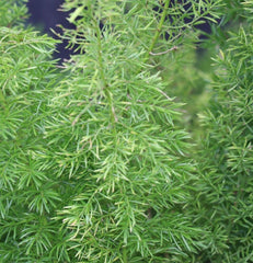 Asparagus - Champion Landscape Supplies - SHRUBS