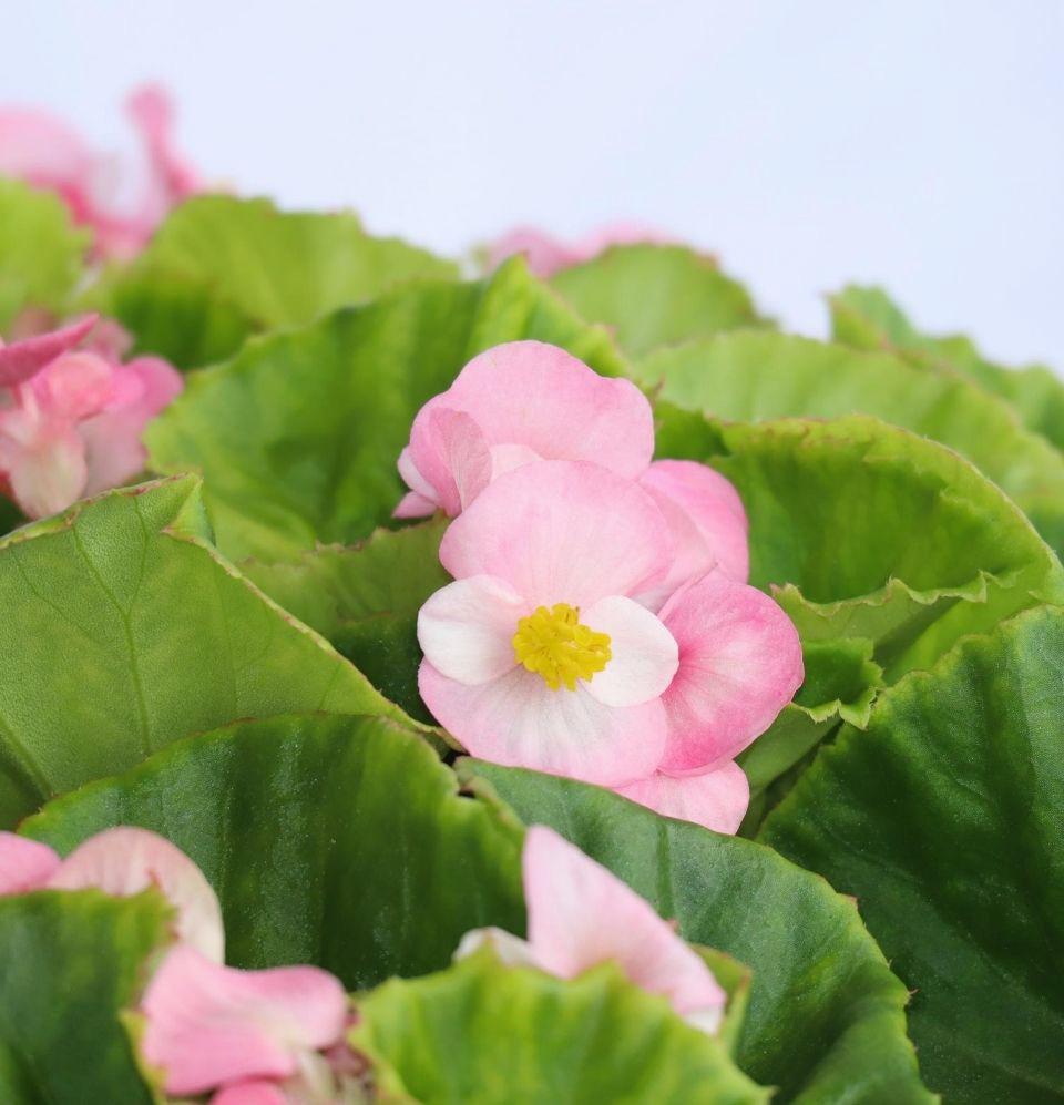 Begonia Pink. Super Olympia - Champion Landscape Supplies - PLANT