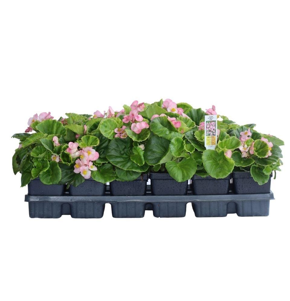Begonia Pink. Super Olympia - Champion Landscape Supplies - PLANT