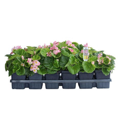 Begonia Pink. Super Olympia - Champion Landscape Supplies - PLANT