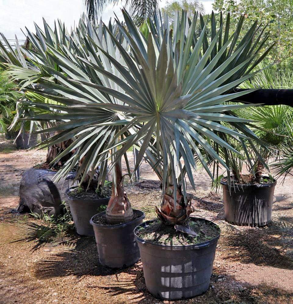 Bismarck Palm-TREE-Champion Landscape Supplies