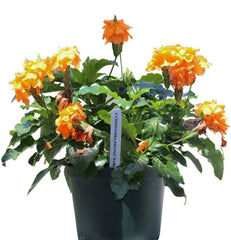 Crossandra Orange - Champion Landscape Supplies - PLANT