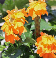 Crossandra Orange - Champion Landscape Supplies - PLANT