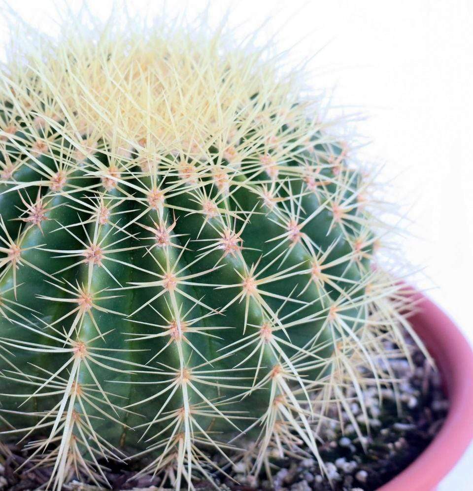 Echinocactus, Golden Barrel Cactus - Champion Landscape Supplies - PLANT