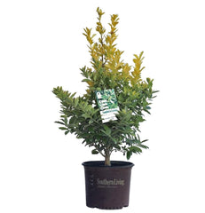 Golden Oakland Holly - Champion Landscape Supplies - SHRUBS