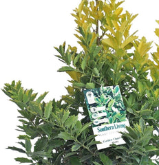 Golden Oakland Holly - Champion Landscape Supplies - SHRUBS