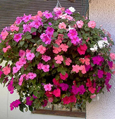 Hang-A-Garden Basket - Champion Landscape Supplies - Planter