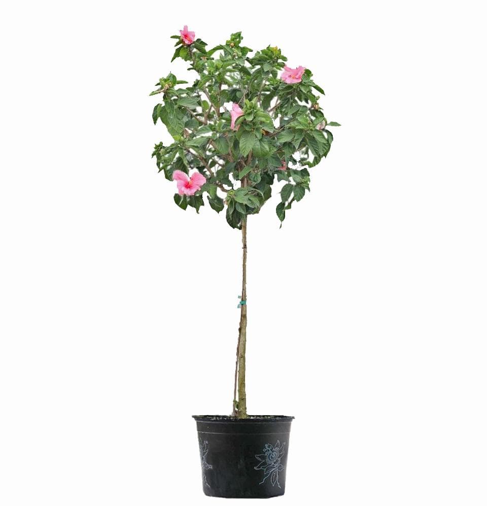 Hibiscus Rosa (Patio Tree)-TROPICAL-Champion Landscape Supplies