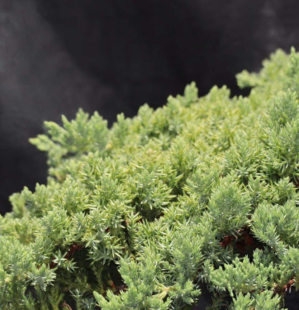 Juniperus Procumbens - Champion Landscape Supplies - SHRUBS