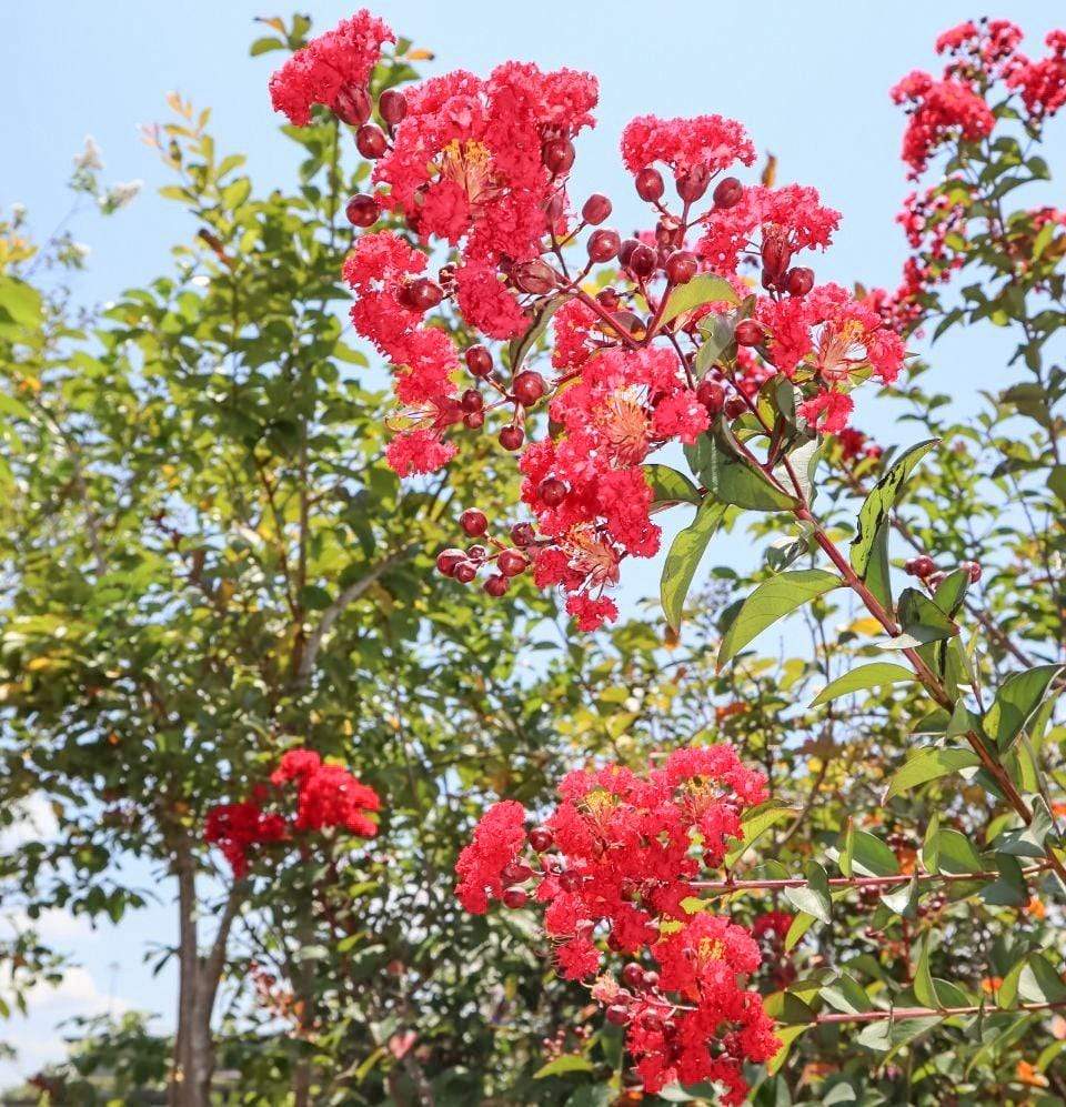 Lagerstroemia, Red Rocket Tree-TREE-Champion Landscape Supplies