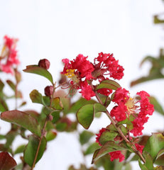 Lagerstroemia, Red Rocket Tree-TREE-Champion Landscape Supplies