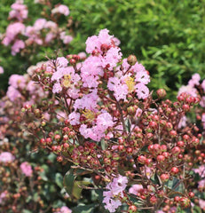 Lagerstroemia, Rhapsody Pink Tree-TREE-Champion Landscape Supplies