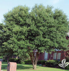 Live Oak Tree-TREE-Champion Landscape Supplies