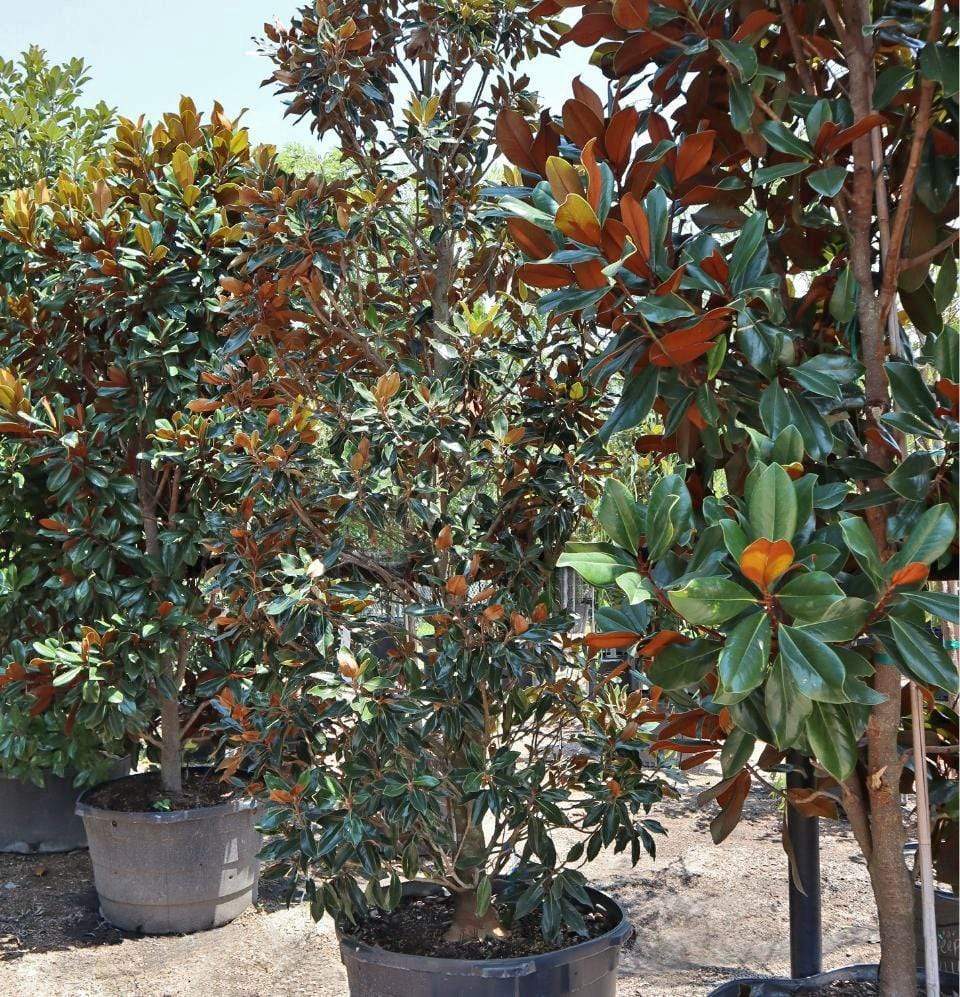 Magnolia, D.D. Blanchard-TREE-Champion Landscape Supplies