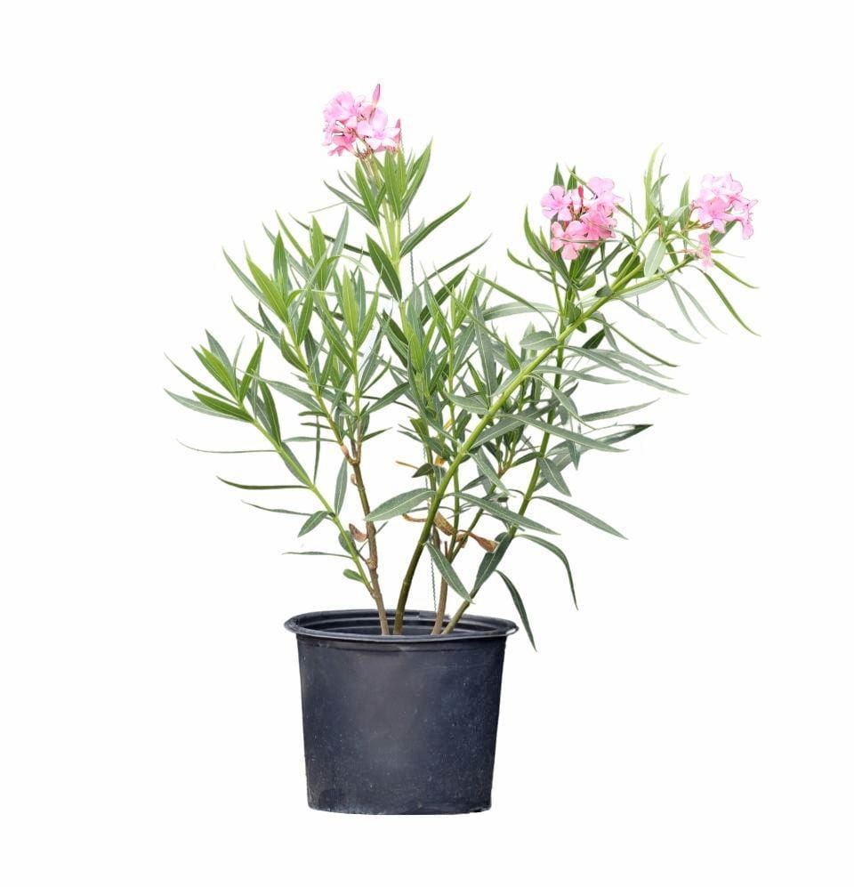 Nerium Oleander - Champion Landscape Supplies - SHRUBS