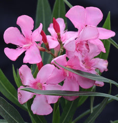 Nerium Oleander - Champion Landscape Supplies - SHRUBS