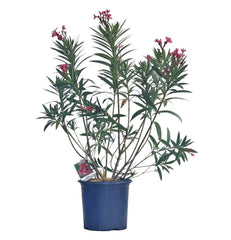 Nerium Oleander - Champion Landscape Supplies - SHRUBS