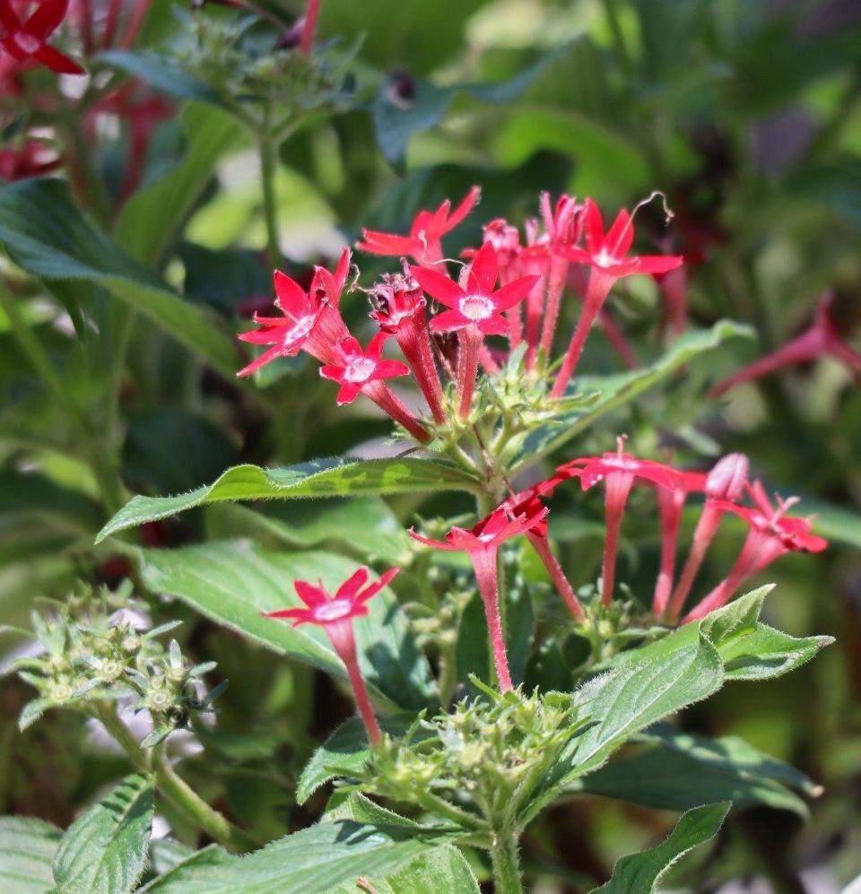 Pentas Grafitti - Champion Landscape Supplies - PLANT