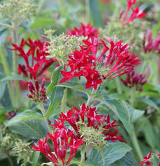 Pentas Lanceolata - Champion Landscape Supplies - PLANT