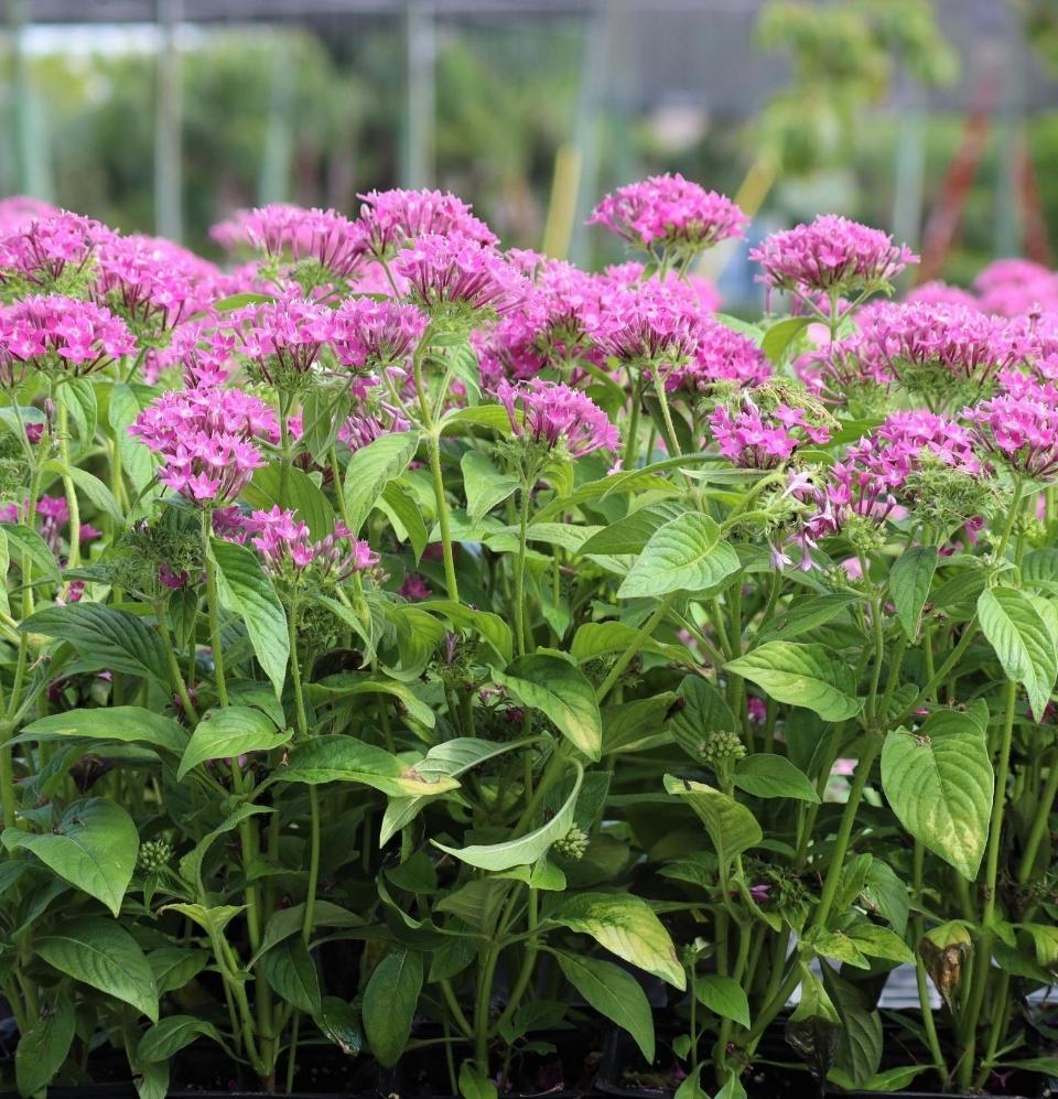 Pentas Lanceolata - Champion Landscape Supplies - PLANT