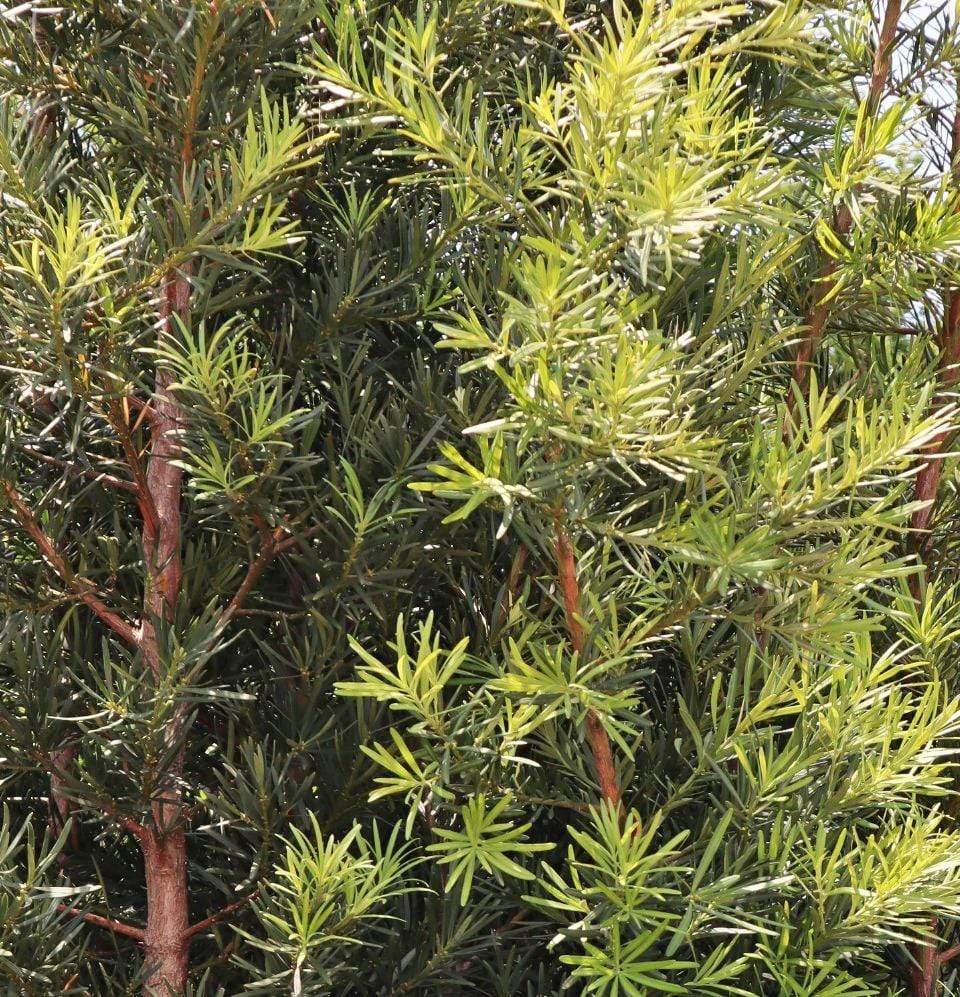 Podocarpus, Meta Japanese-SHRUBS-Champion Landscape Supplies