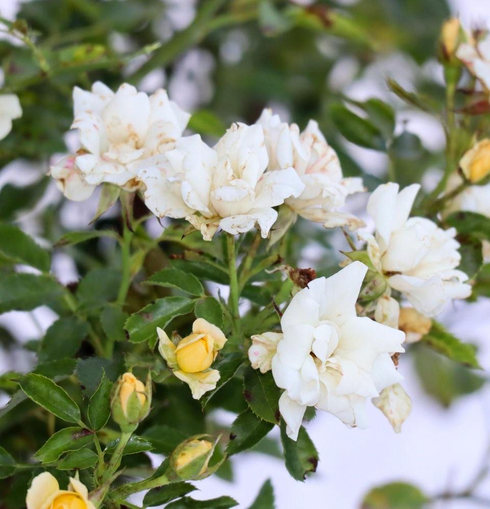 Popcorn Drift Rose – Champion Landscape Supplies