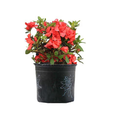 Rhododendron Azalea - Champion Landscape Supplies - SHRUBS