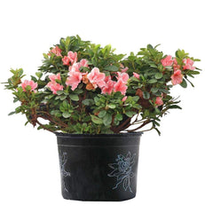 Rhododendron Azalea - Champion Landscape Supplies - SHRUBS