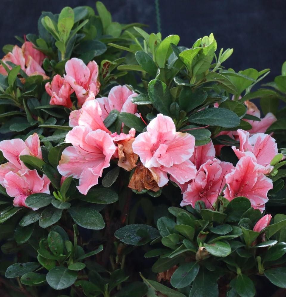 Rhododendron Azalea - Champion Landscape Supplies - SHRUBS