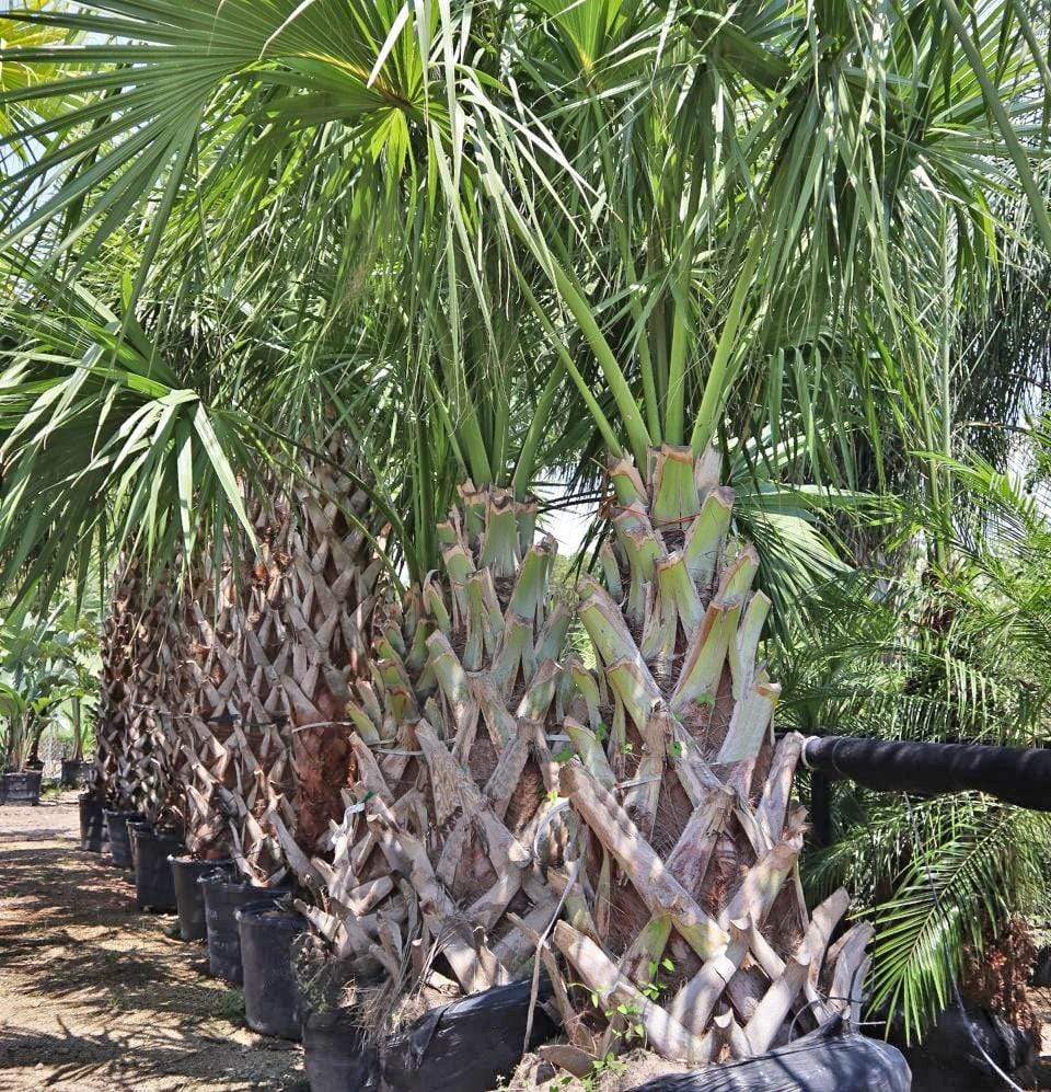 Sabal, Texas Palmetto Palm-TREE-Champion Landscape Supplies