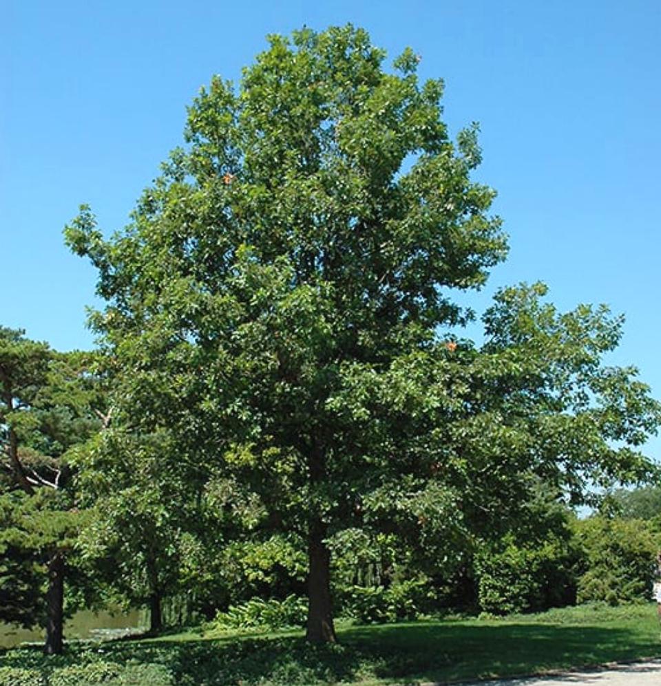 Shumard Oak Tree-TREE-Champion Landscape Supplies