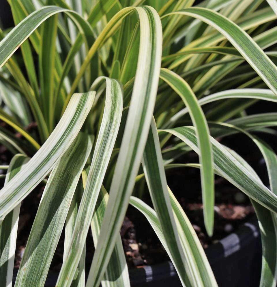 Spider Plant- Chlorophytum - Champion Landscape Supplies - ANNUALS
