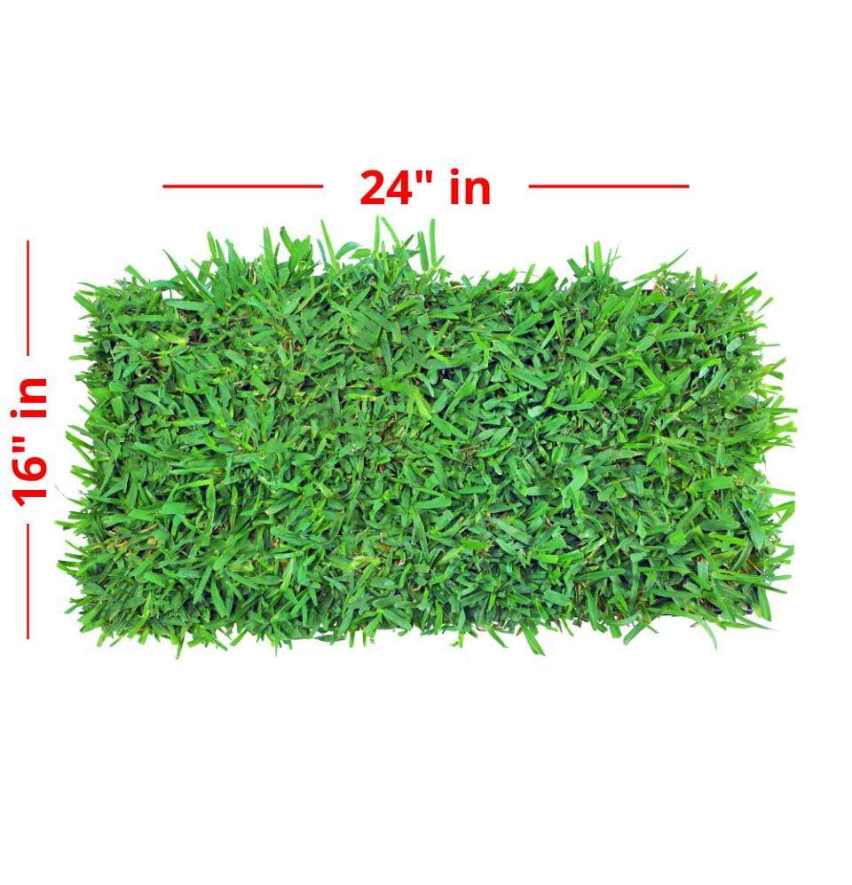 St Augustine by the Piece (Pick-up Only) - Champion Landscape Supplies - GRASS