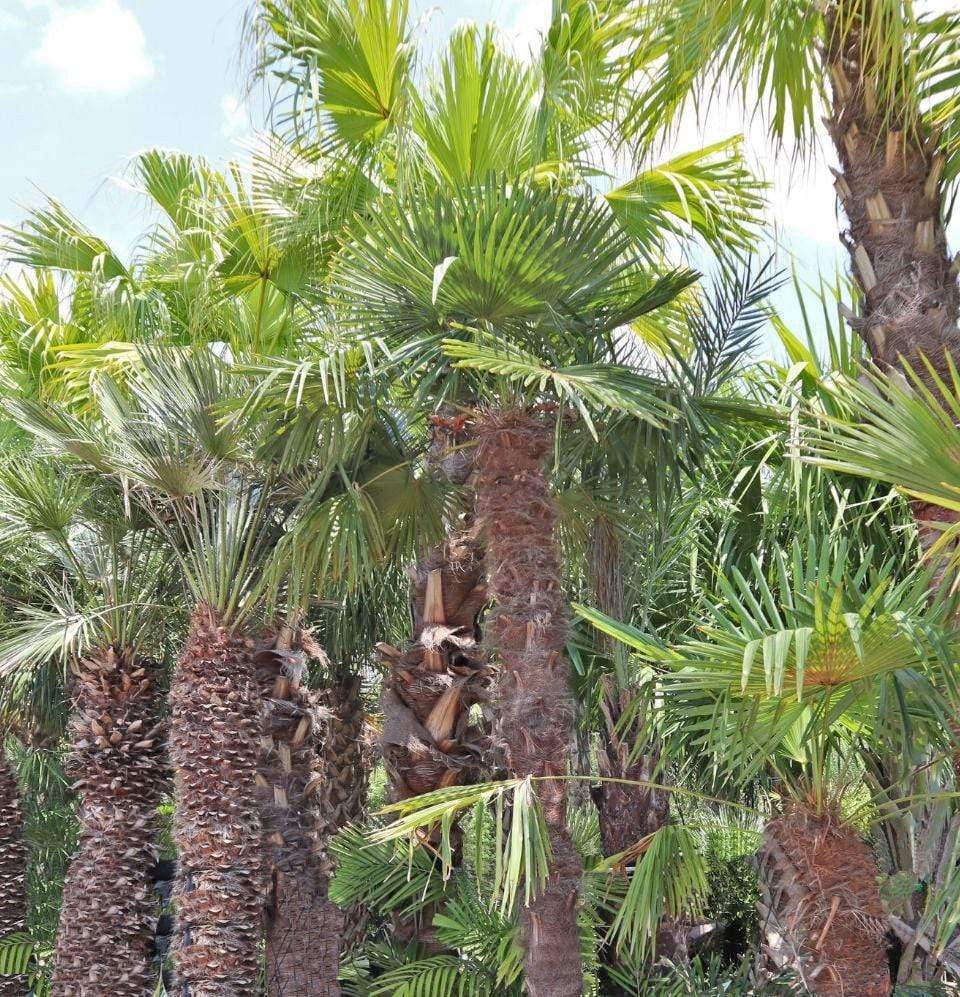 Trachycarpus, Windmill Palm-TREE-Champion Landscape Supplies